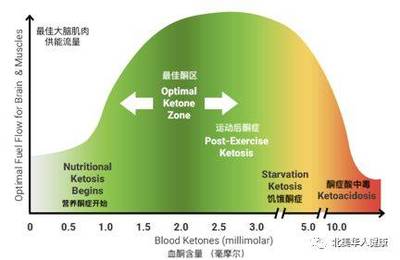生酮飲食的真相 脂肪酸如何影響你的身體